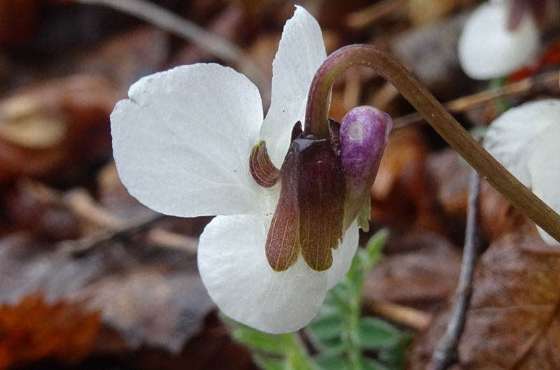 Viola alba subsp. alba - Violaceae